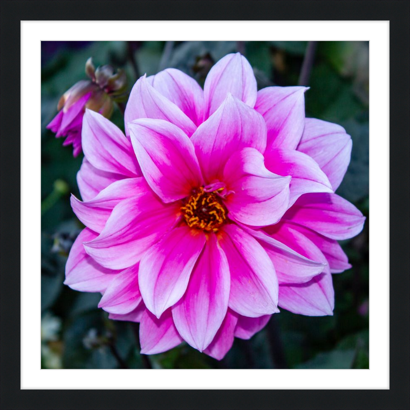 Pink Dahlia
