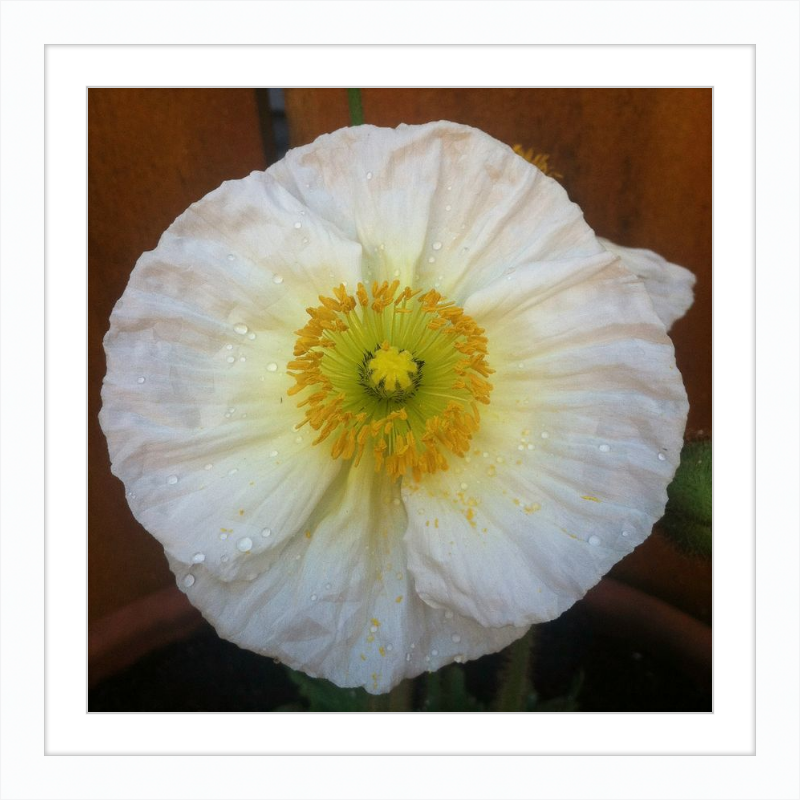 Poppy after the Rain