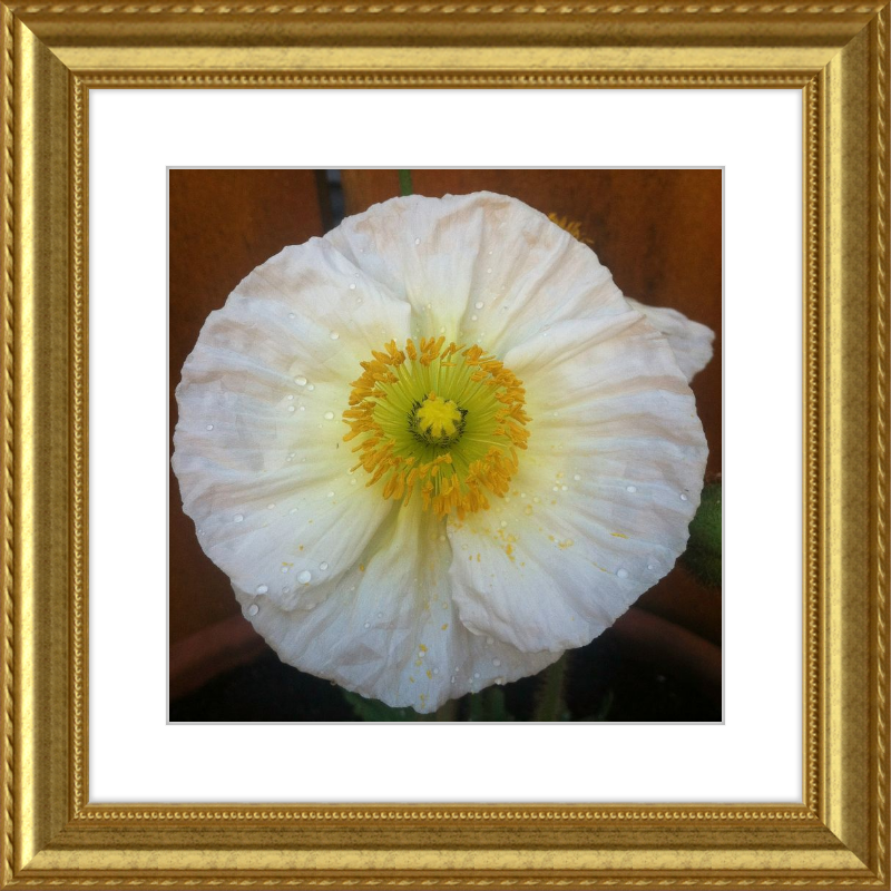 Poppy after the Rain