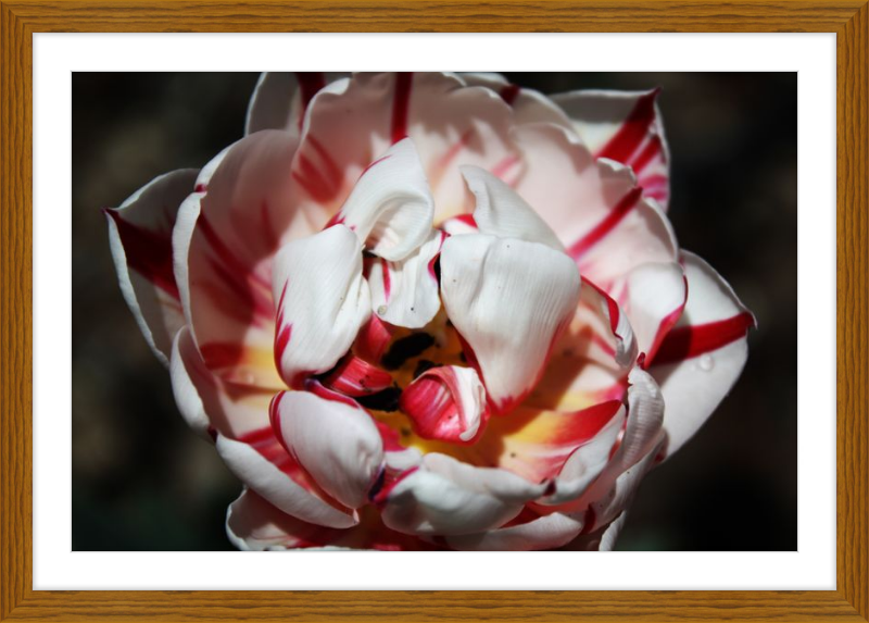 Peppermint Tulip