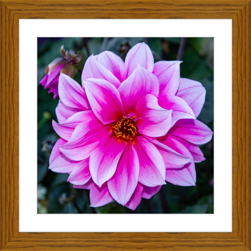 Pink Dahlia