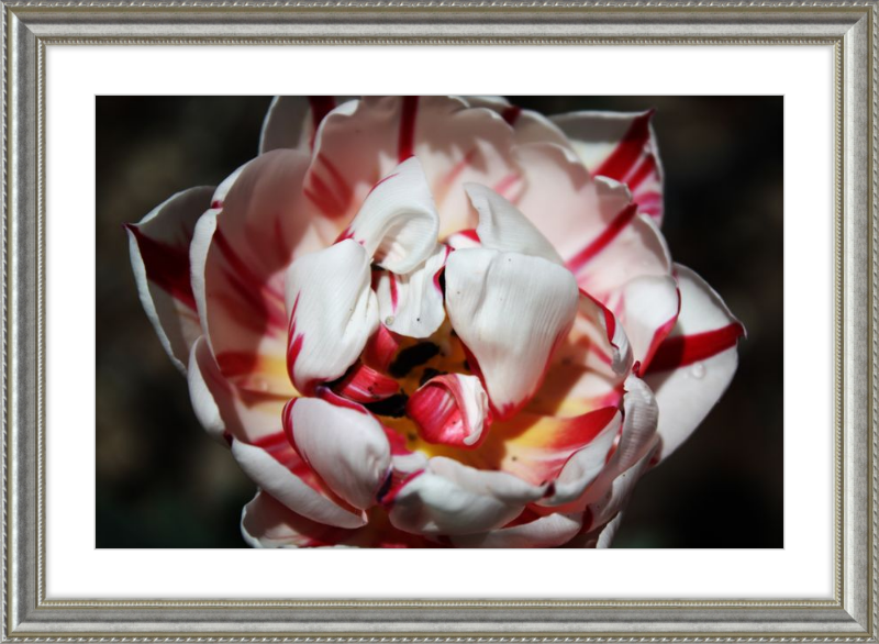 Peppermint Tulip