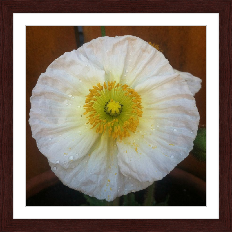 Poppy after the Rain