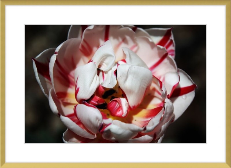 Peppermint Tulip
