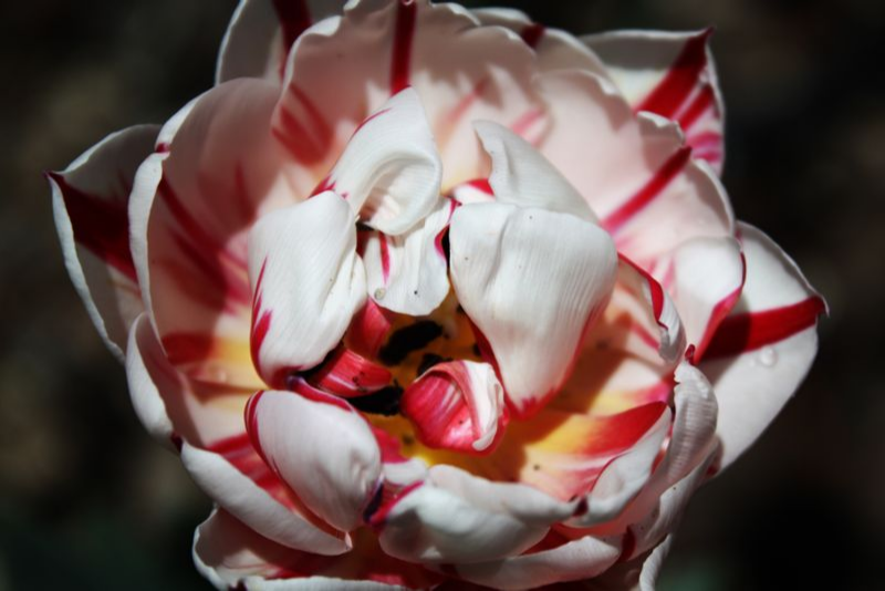 Peppermint Tulip