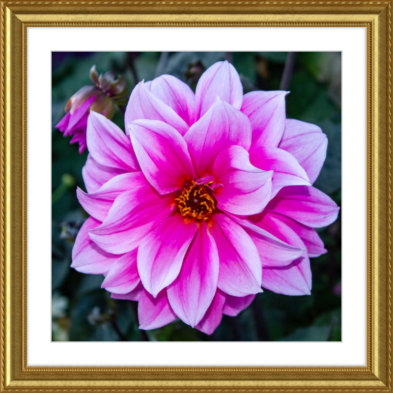 Pink Dahlia