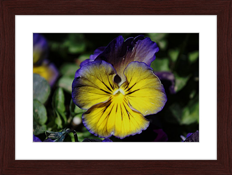 Purple & Yellow Pansy