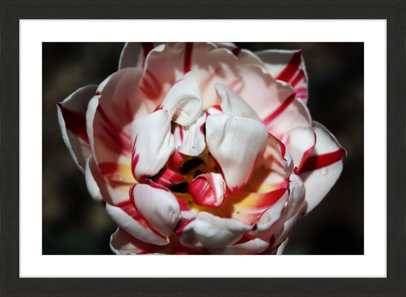 Peppermint Tulip