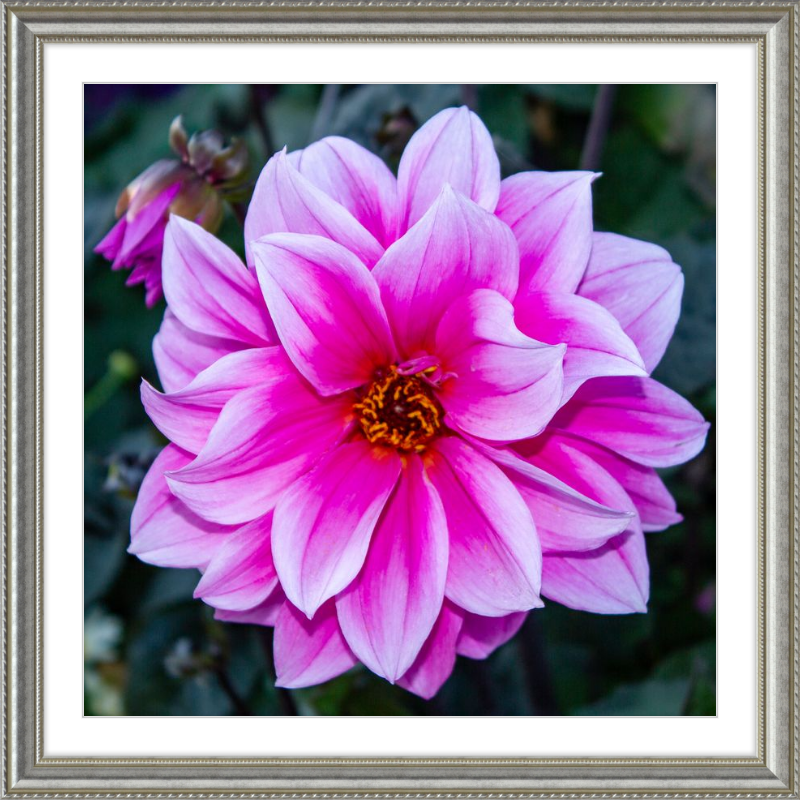 Pink Dahlia