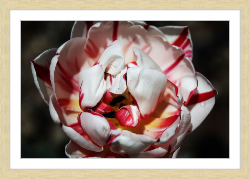 Peppermint Tulip