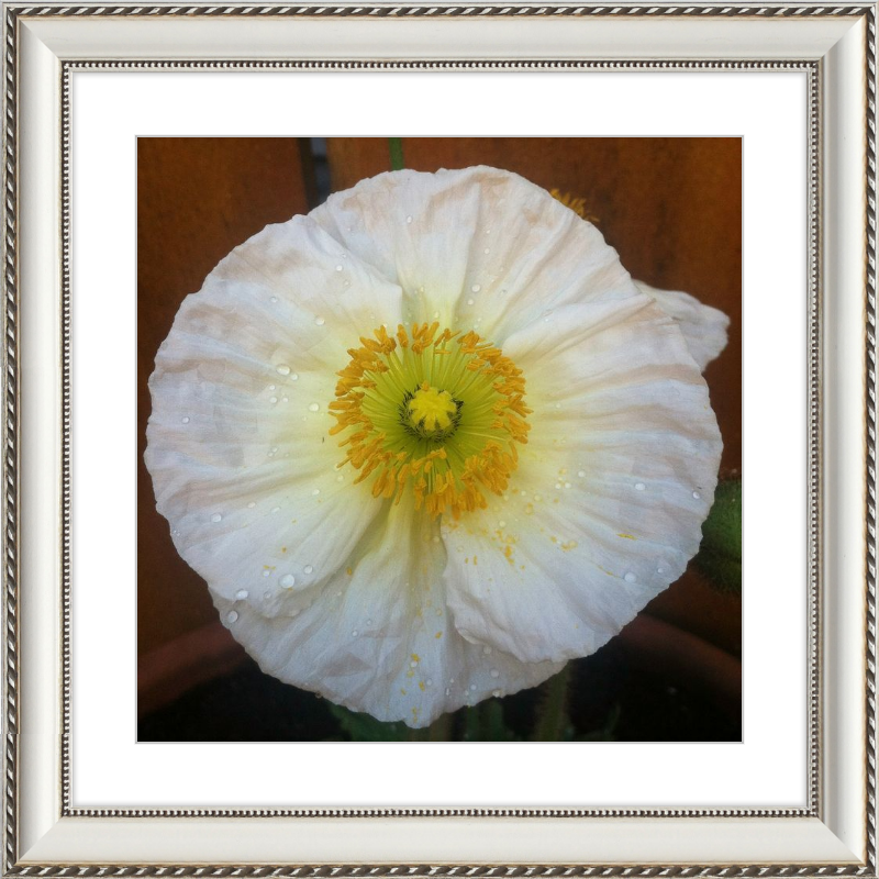 Poppy after the Rain