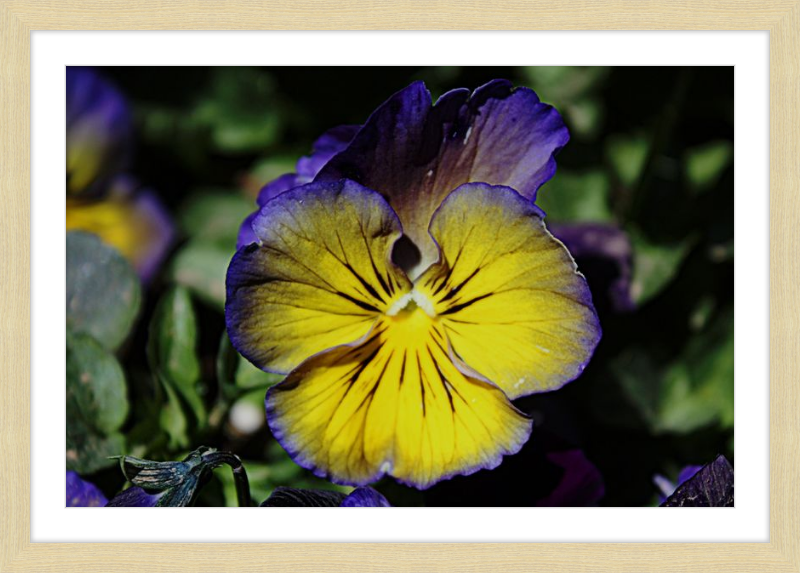 Purple & Yellow Pansy