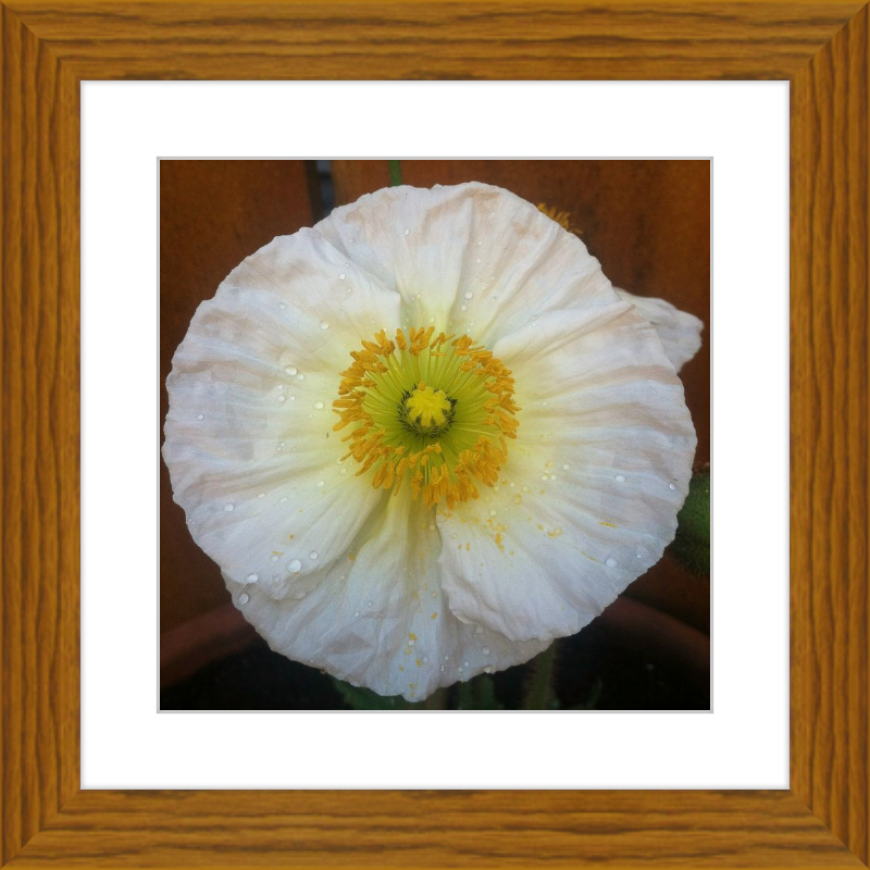 Poppy after the Rain