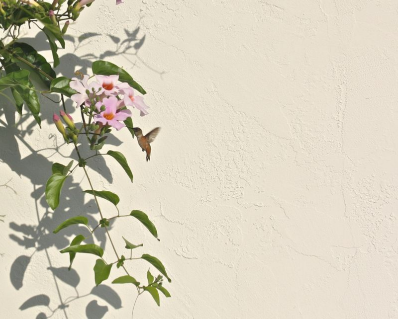 Hummingbird Feeding