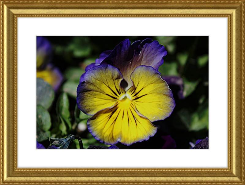 Purple & Yellow Pansy