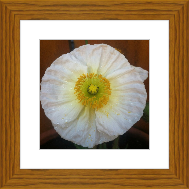 Poppy after the Rain