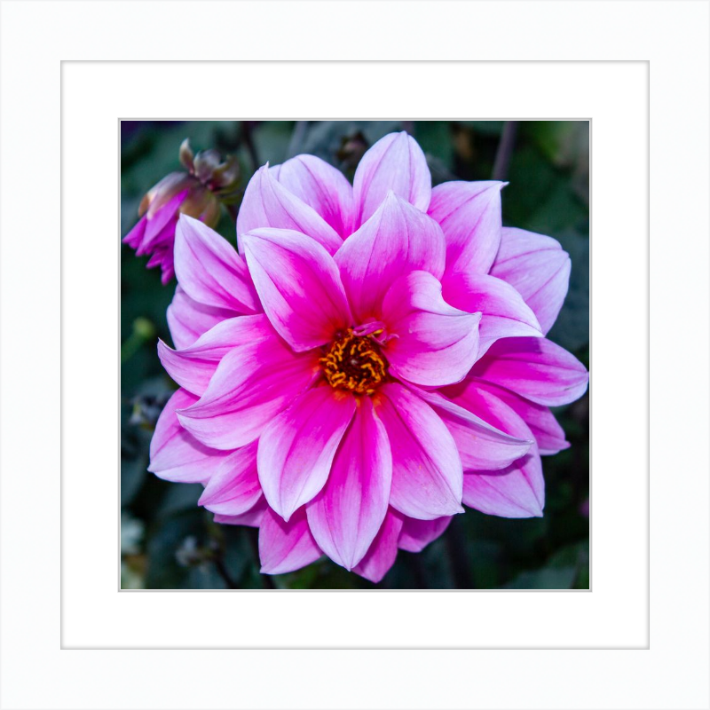 Pink Dahlia