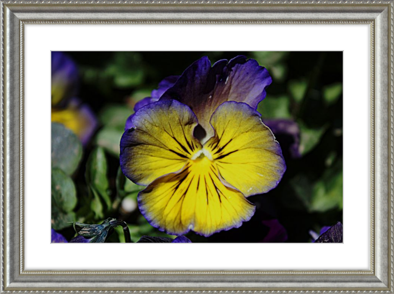 Purple & Yellow Pansy