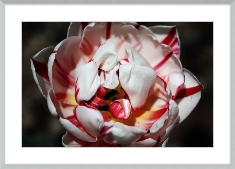 Peppermint Tulip