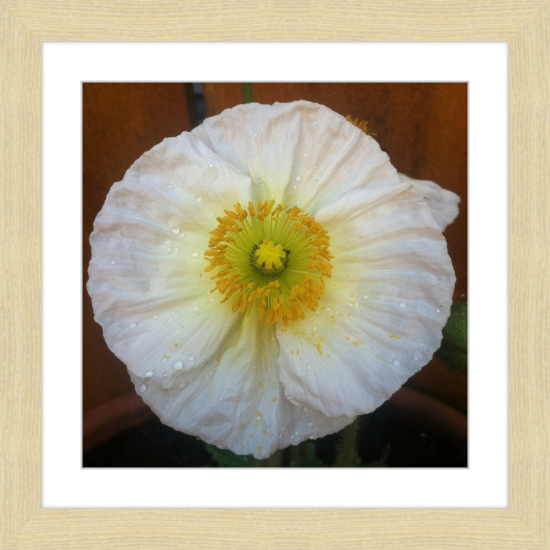 Poppy after the Rain