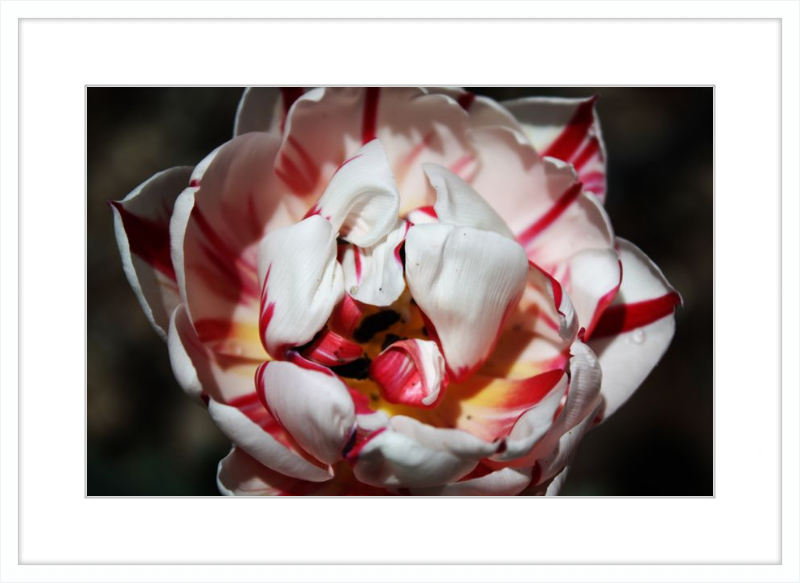 Peppermint Tulip