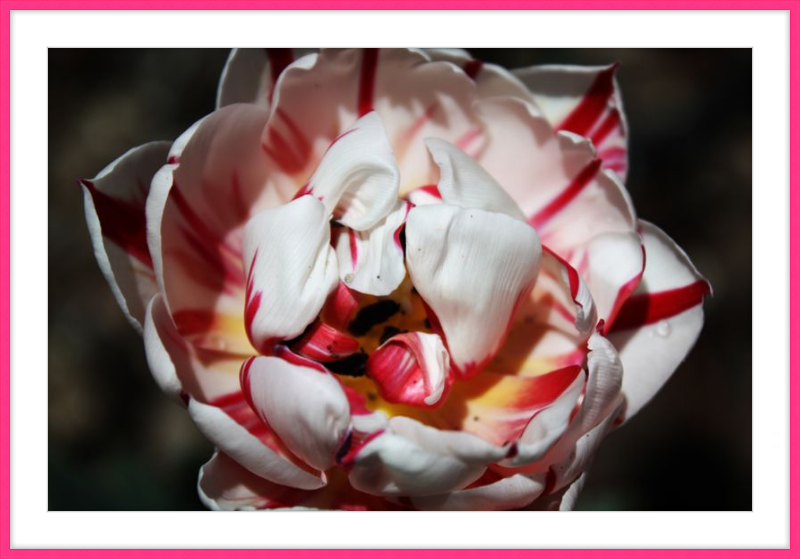 Peppermint Tulip