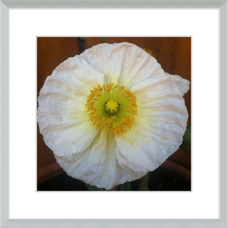 Poppy after the Rain