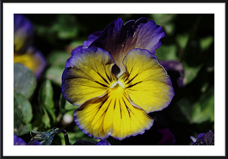 Purple & Yellow Pansy