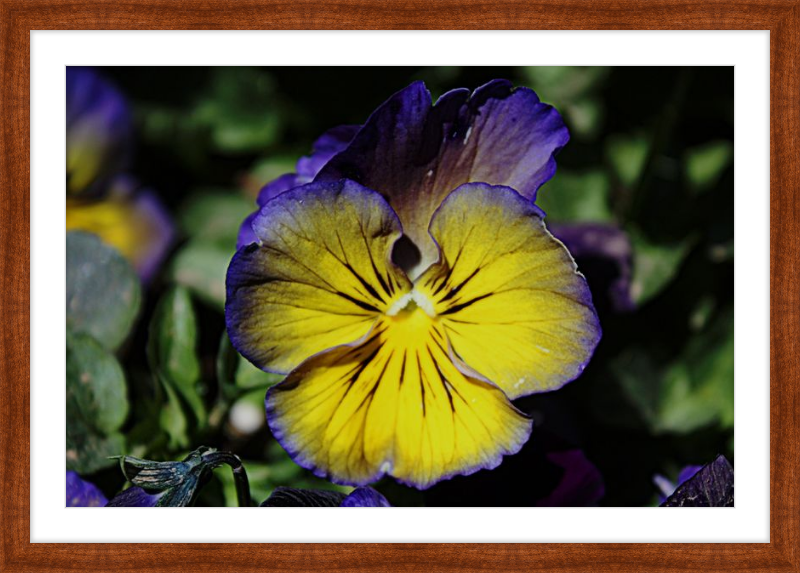 Purple & Yellow Pansy