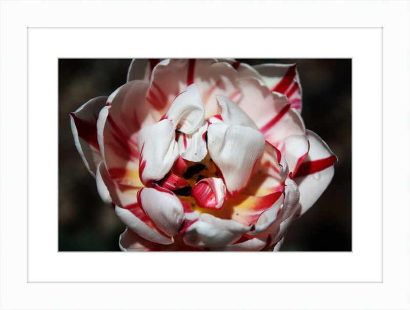 Peppermint Tulip