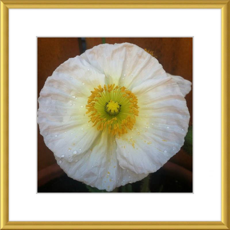 Poppy after the Rain