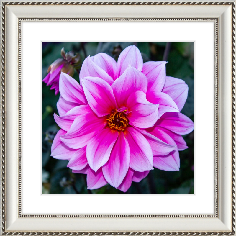 Pink Dahlia