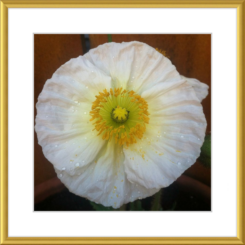 Poppy after the Rain