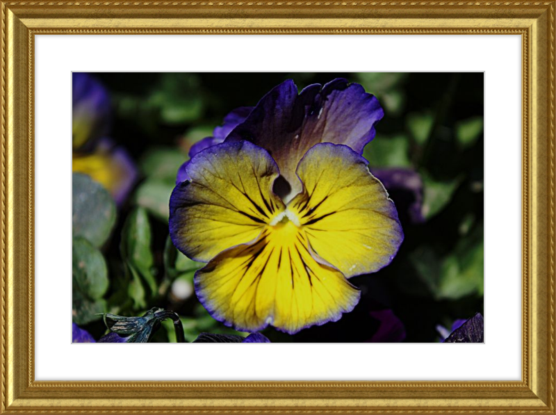 Purple & Yellow Pansy