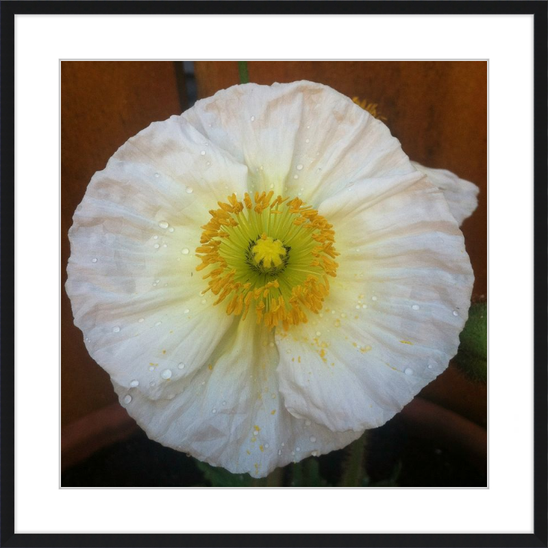 Poppy after the Rain