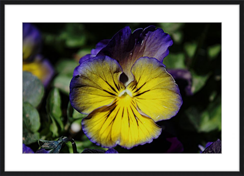 Purple & Yellow Pansy