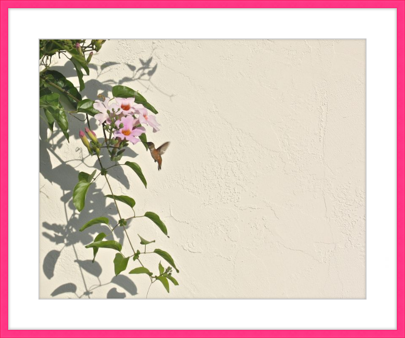 Hummingbird Feeding