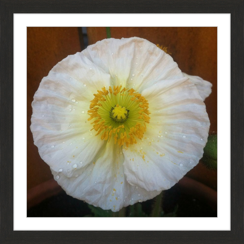 Poppy after the Rain