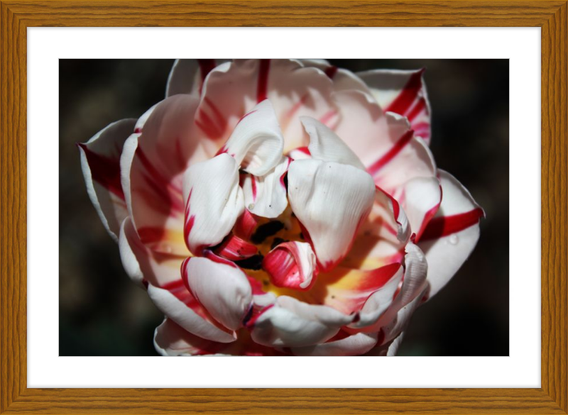 Peppermint Tulip