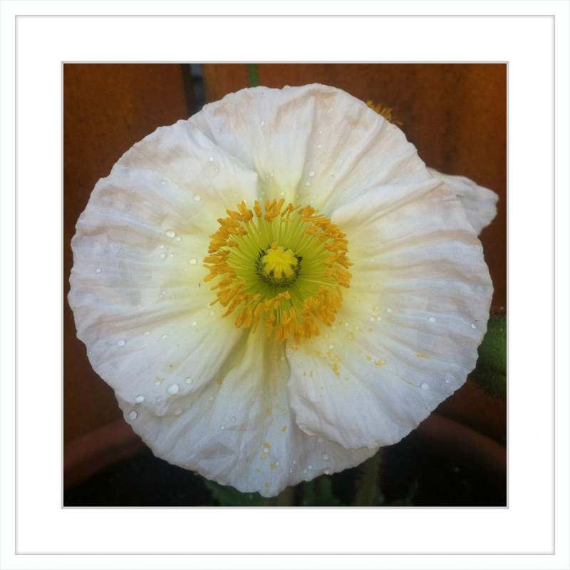 Poppy after the Rain