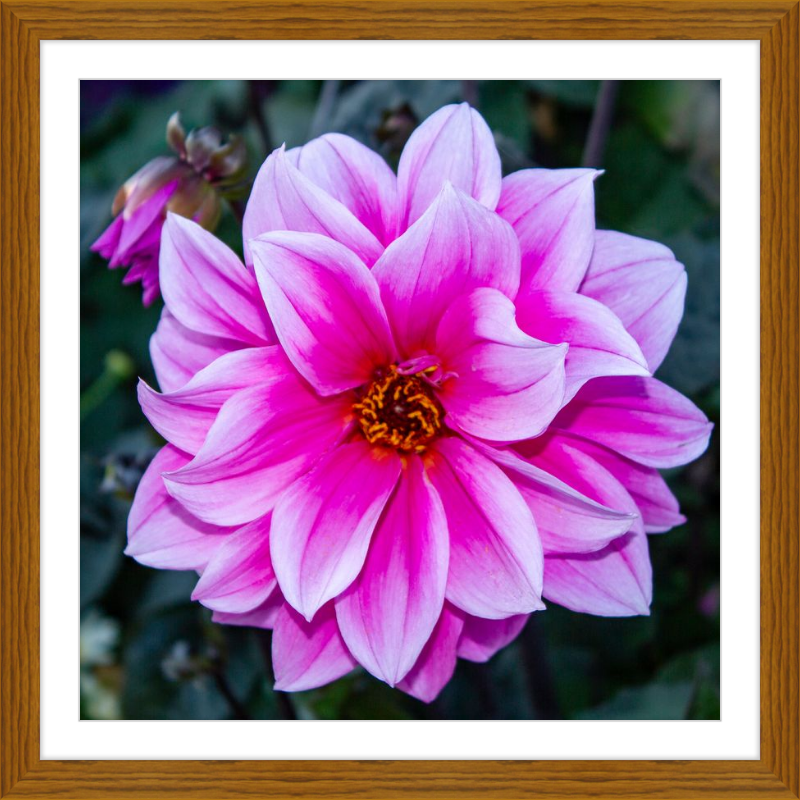 Pink Dahlia