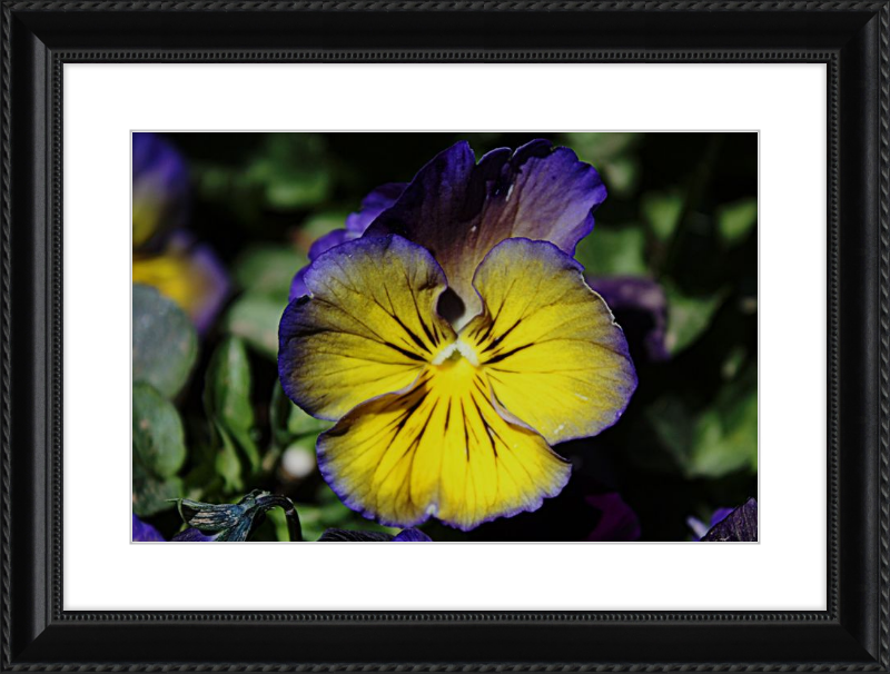 Purple & Yellow Pansy