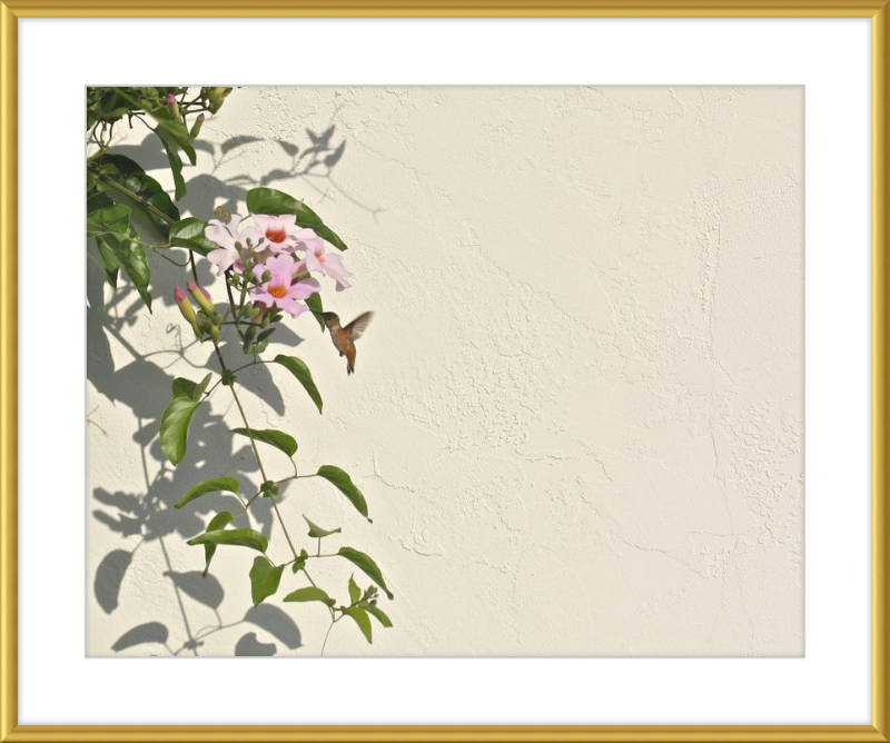Hummingbird Feeding