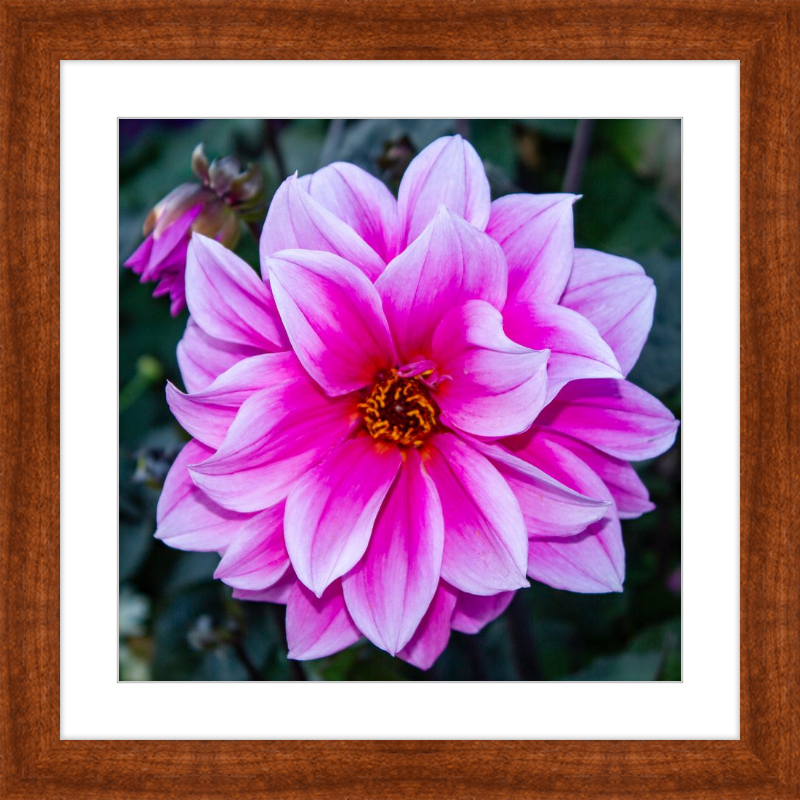 Pink Dahlia
