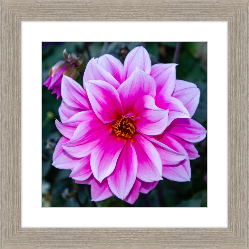 Pink Dahlia