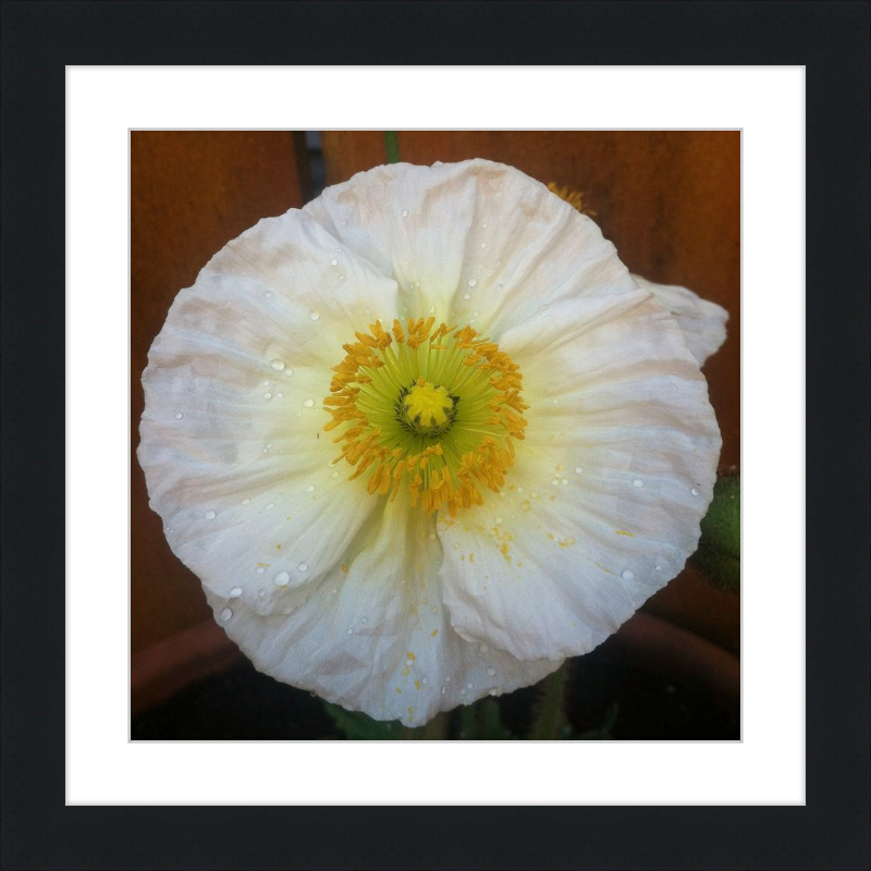 Poppy after the Rain