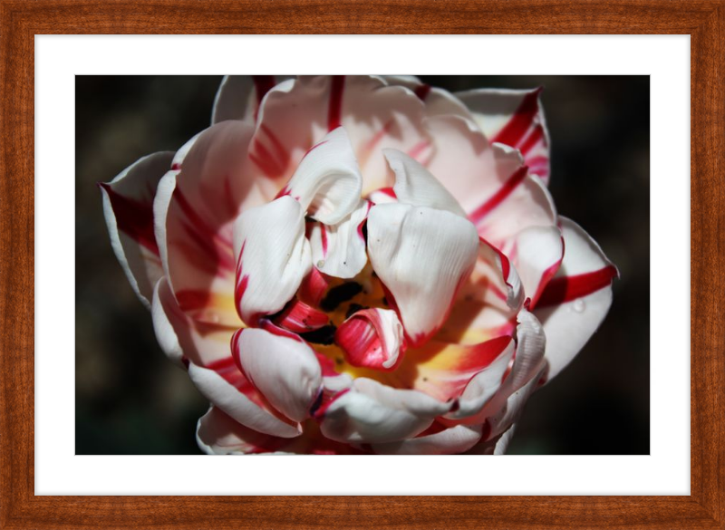 Peppermint Tulip