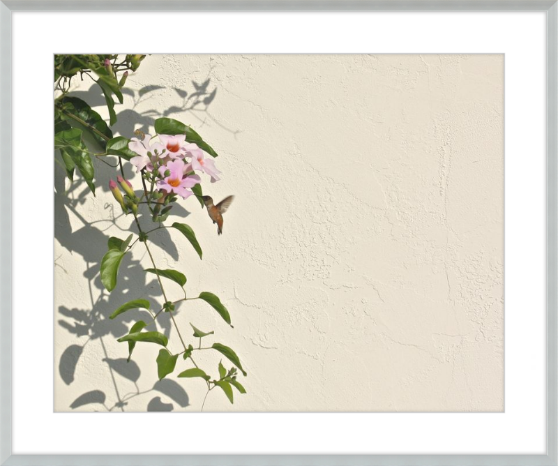 Hummingbird Feeding