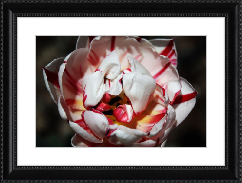 Peppermint Tulip