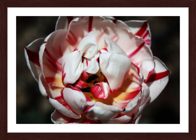 Peppermint Tulip